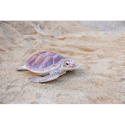 GRANDE TORTUE DE MER