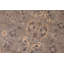 Tapis Rovelli