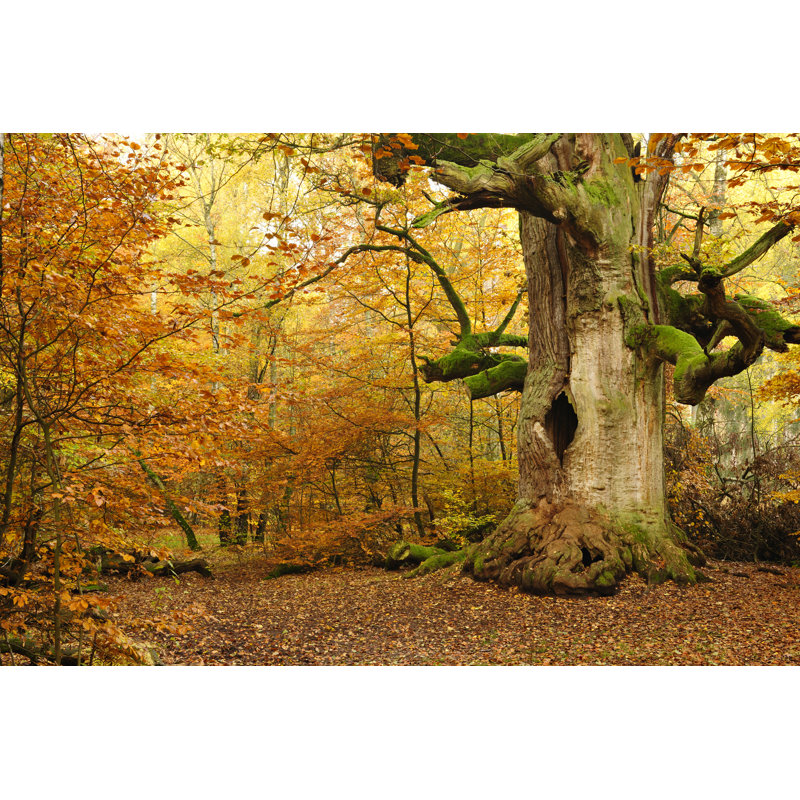 Hollow Oak Tree by AVTG - Print, 40cm H x 60cm W