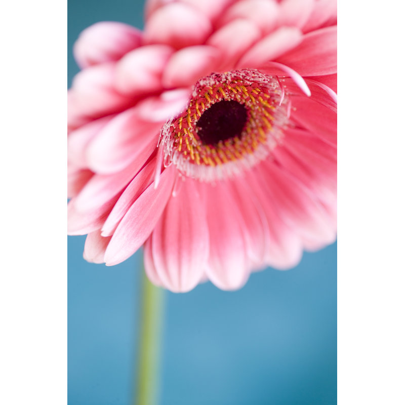 Pink Flower by Abzee - Wrapped Canvas Print, 46cm H x 30cm W