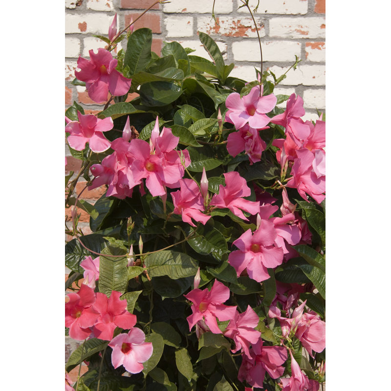 Pink Mandevilla - Wrapped Canvas Print, 122cm H x 81cm W x 3.8cm D