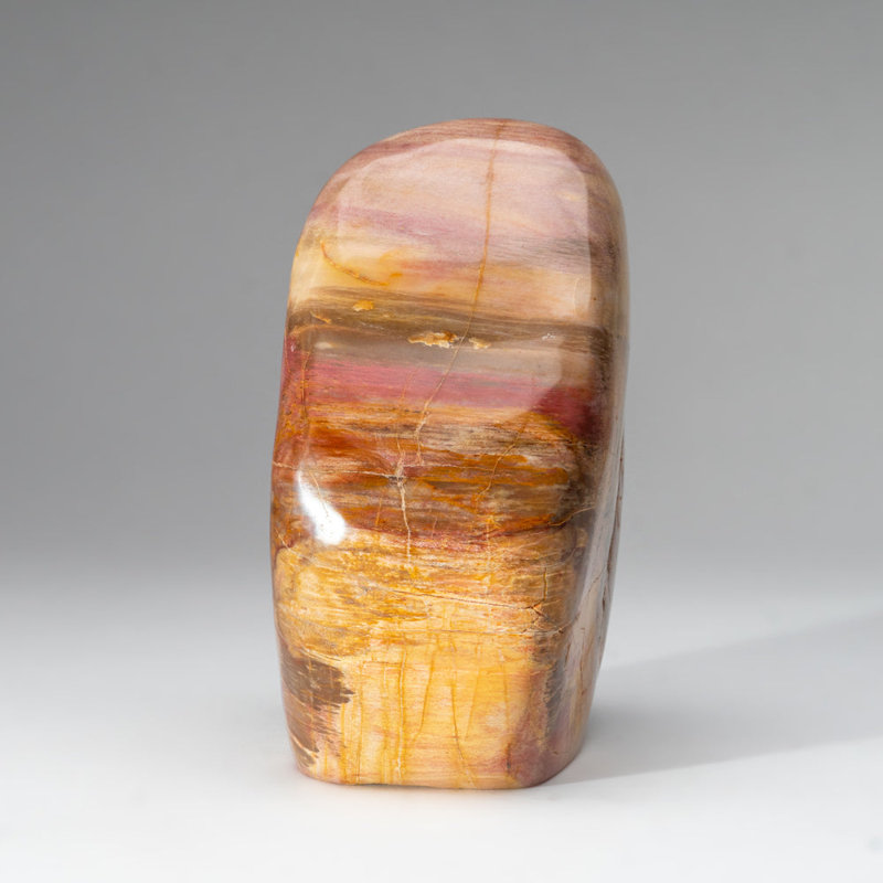 Polished Petrified Wood Freeform