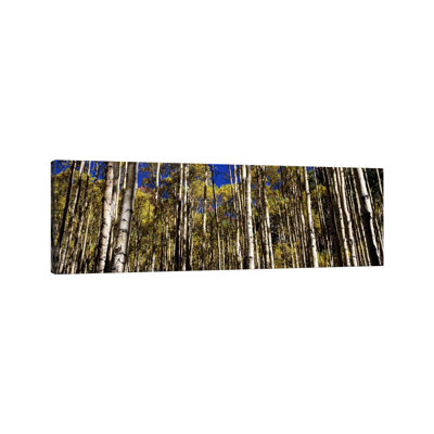 Aspen Trees In Autumn, Colorado, USA - Wrapped Canvas Panoramic Print