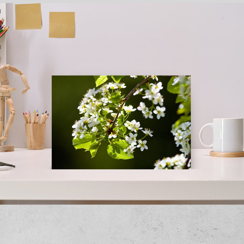 Gros plan sur une fleur de cerisier au printemps, art mural contemporain avec fleur de cerisier, H 12 po x l 18 po