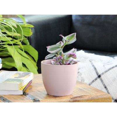 Cache-pot Peace Lily 