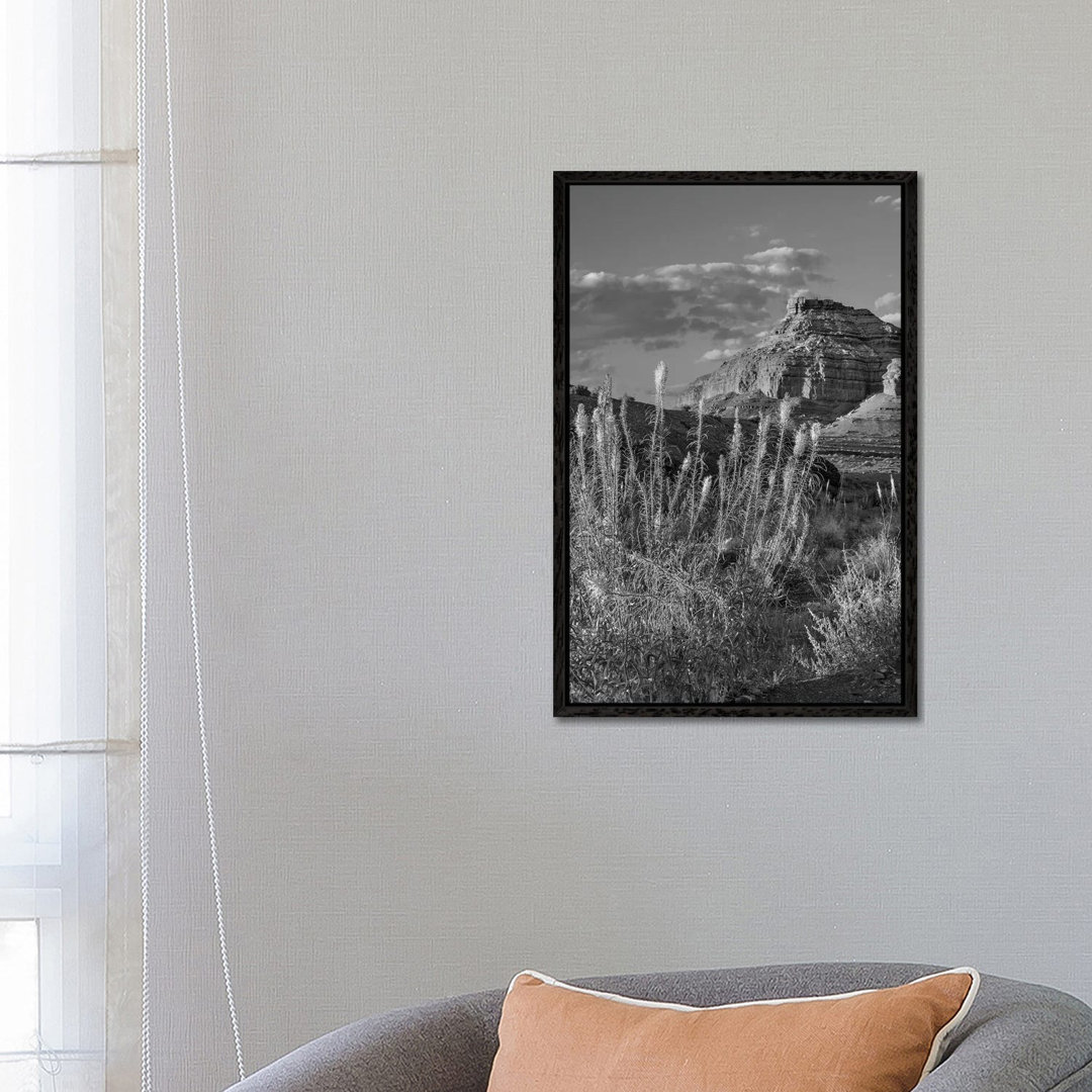 Miner's Candle Flowers, Echo Canyon, Vermilion Cliffs National Monument, Arizona von Tim Fitzharris - Gallery-Wrapped Ca...