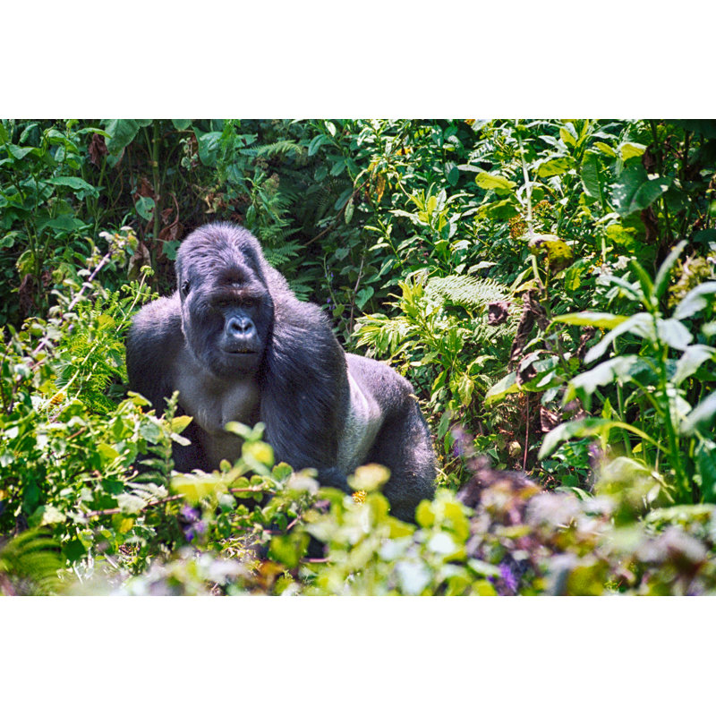 Mountain Gorilla by Nyiragongo - Wrapped Canvas Print, 30cm H x 46cm W