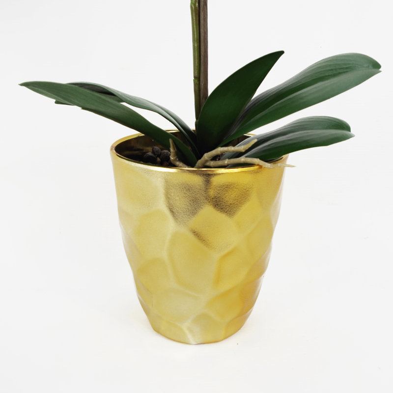Anneus 54cm Plant