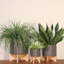 Planter W/ Wood Stand, Matte Gray-1399124764