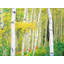 Autumn Aspen Grove Print by Bruce Heinemann-92903899-92903884-92903885