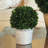Preserved Boxwood Topiary in Pot-808365222