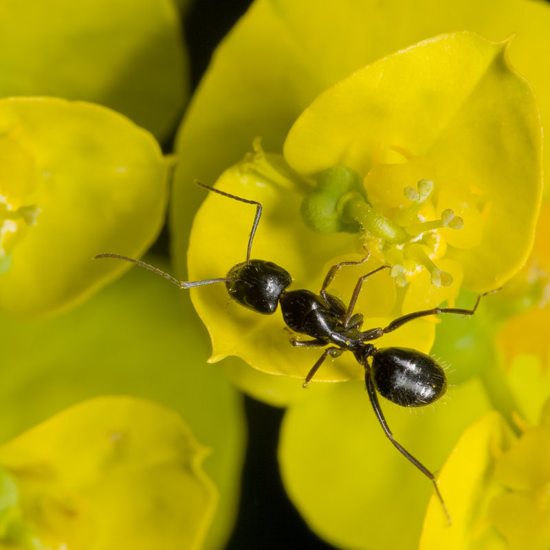 Summerlin Ant - Wrapped Canvas Print, 51cm H x 51cm W x 3.8cm D