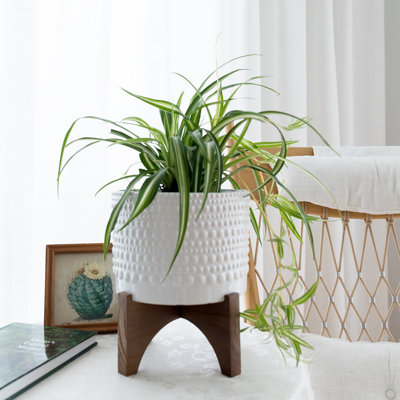 Tierney Ceramic Pot Planter