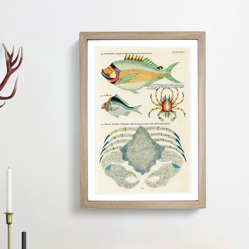 East Indies Fish & Crab Illustrations XLVIII by Louis Renard - Picture Frame Painting Print, Oak Framed
