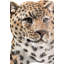 Statue de tige leopard