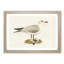 Black-Headed Gull by Von Wright - Picture Frame Art Print-55512504-55512507
