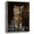 ANIMALS Series CC Framed Print - Solid Wood-1150000084