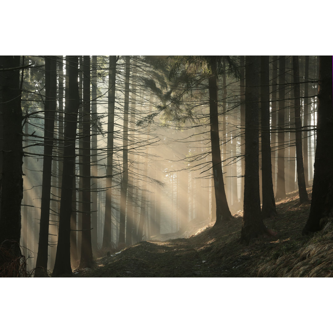 Coniferous Forest - Wrapped Canvas Print