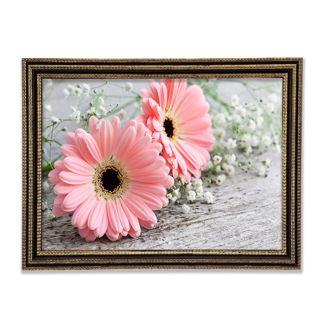 Rosa Gerbera Laying Down Close Gerahmter Druck