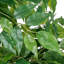 Ficus artificiel de 67 po résistant aux rayons UV avec des feuilles réalistes et un tronc naturel, plante artificielle