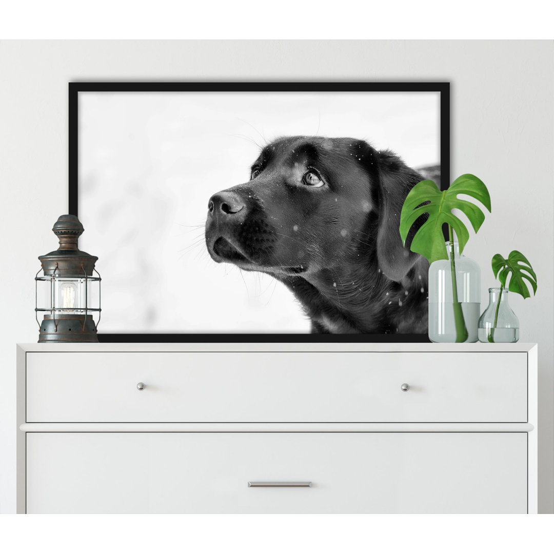 Gerahmtes Poster Schwarzer Labrador im Schnee