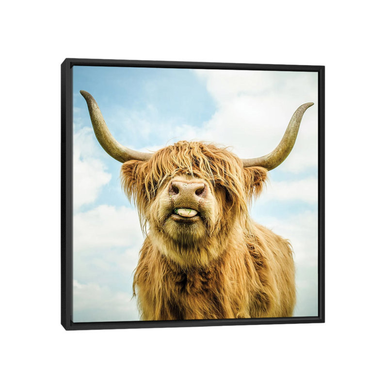 Highland Cow - impression sur toile tendue, H 26 po x l 26 po x P 1,5 po, Toile avec cadre noir