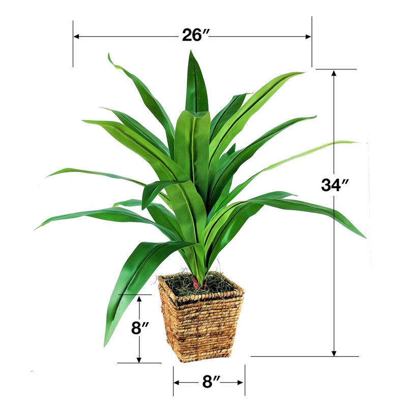 34 po Dracaena dans un panier carré