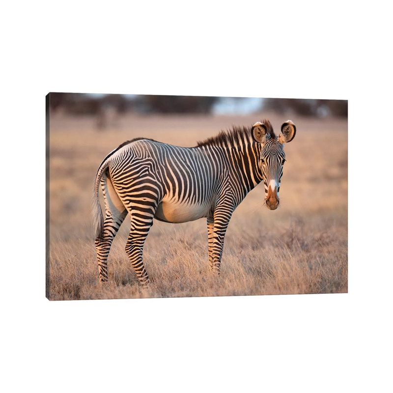 Grevy Zebra by Mogens Trolle - Wrapped Canvas Print, 20.32 cm H x 30.48 cm W