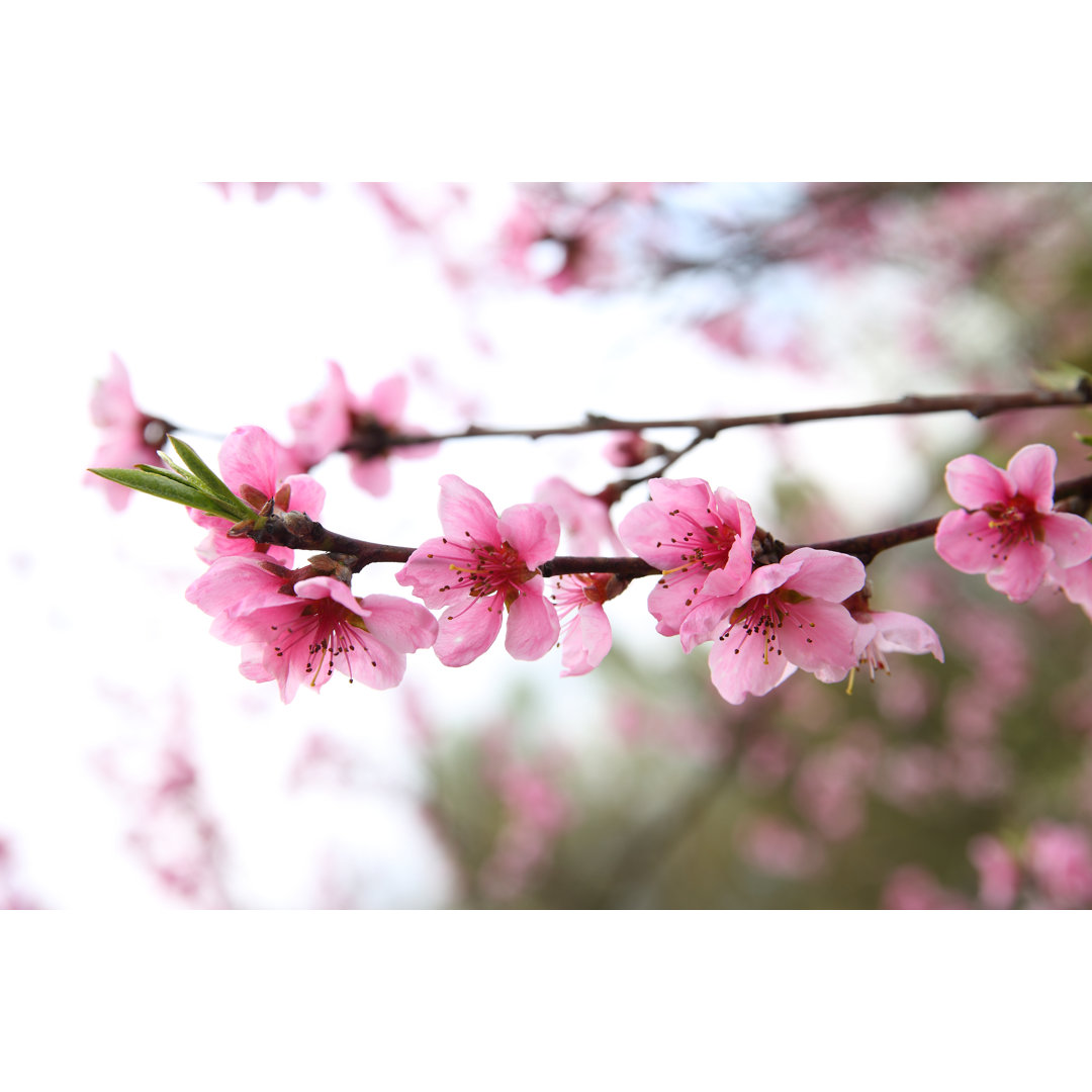 Peach Blossoms - Wrapped Canvas Print