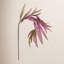 37-Inch Willow Eucalyptus Stem