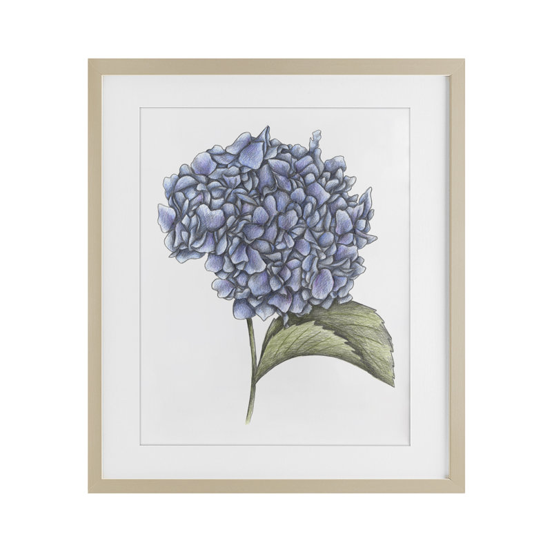 Hortensia croquis, impression encadrée sous verre, design par Cecilia Battaini, Cadre de récolte en pin, H 16 po x l 13 po