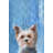 " Too Cute To Be Small " Painting Print-1801956271