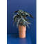 Parma Handmade Ceramic Table Vase-1743470344