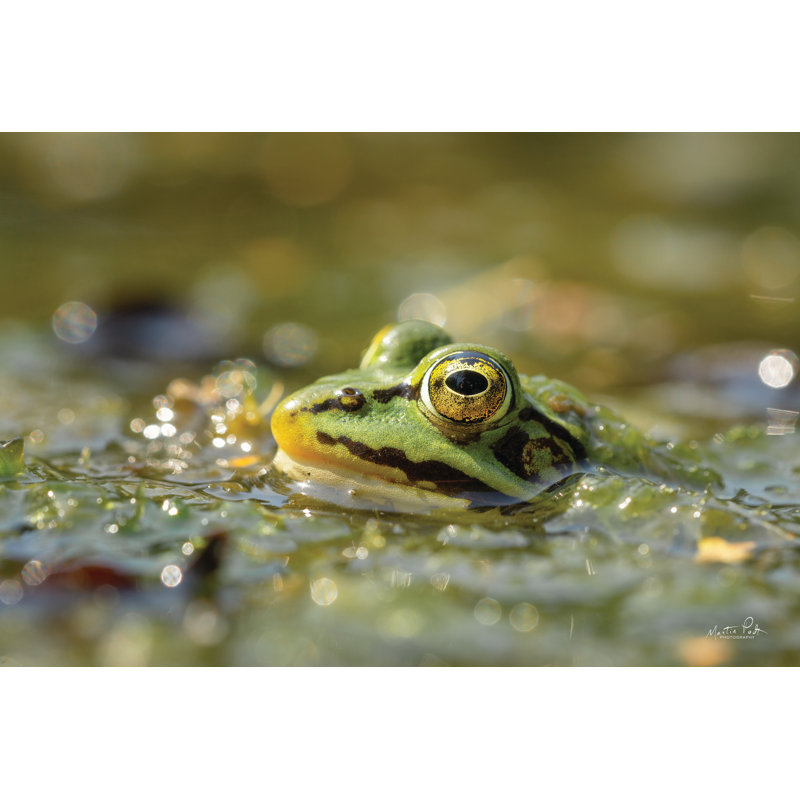 Grenouille, H 8 po x l 12 po, Non, Toile tendue