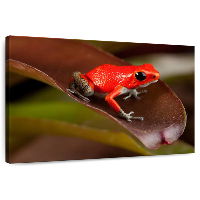 Crowle Poison Frog, 34" H x 51" W
