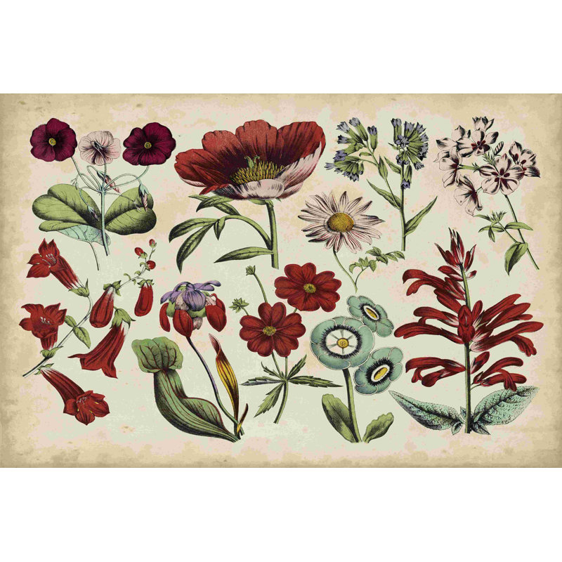 Tableau botanique antique I, H 8 po x l 12 po