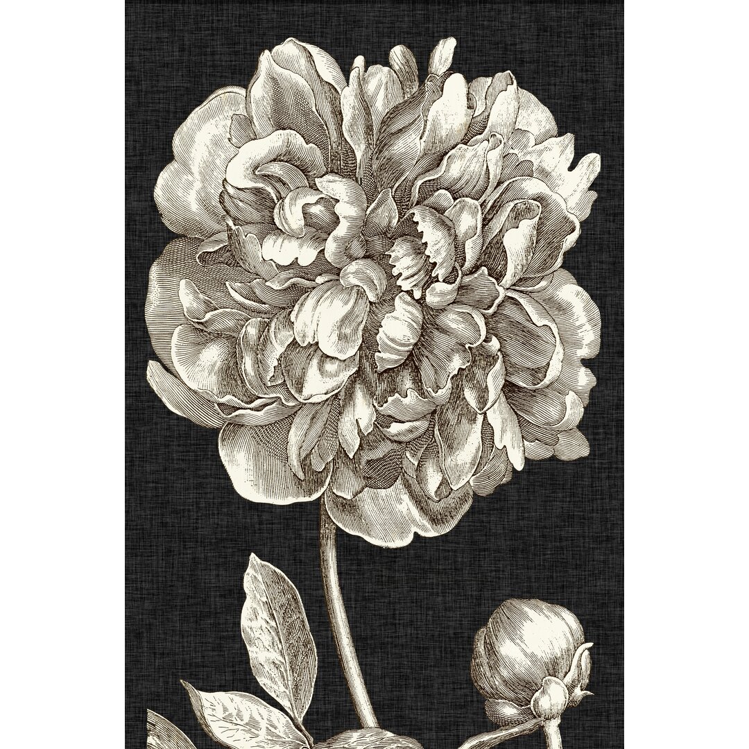 Leinwandbild Dramatic Peony I von Vision Studio