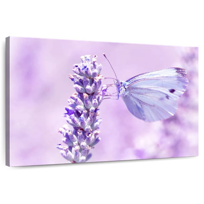 Papillon lavande Brampt