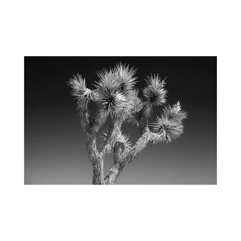 Joshua Tree II by Philippe Hugonnard - Wrapped Canvas Print, 152.5 cm H x 101.5 cm W