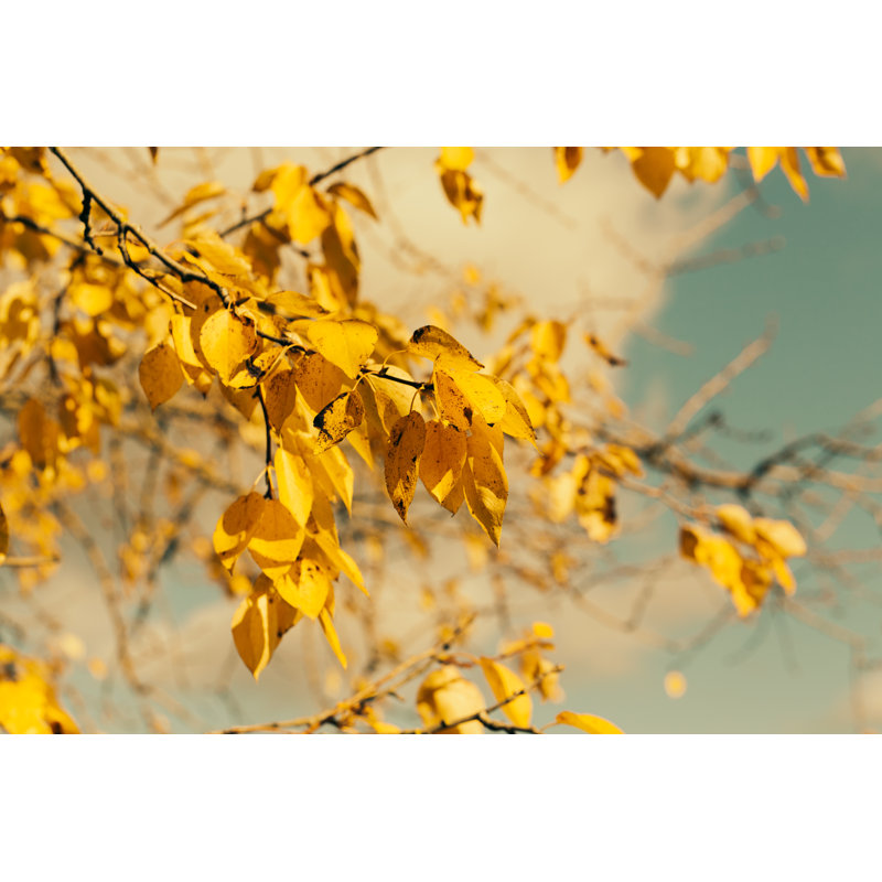 Lumberton Autumn Leaves by Pavel Talashov - Wrapped Canvas Print, 30cm H x 46cm W x 3.8cm D