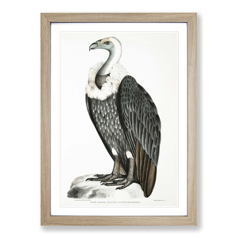 White-Backed Vulture by John Edward Gray - Picture Frame Graphic Art Print, 50cm H x 35cm W x 2cm D, Oak