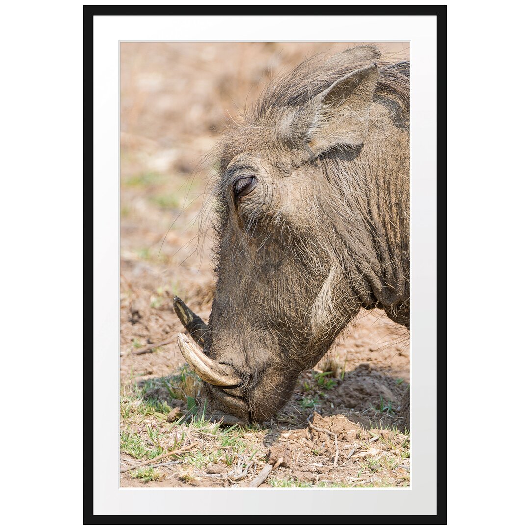 Futtersuchendes Warzenschwein Gerahmter Fotokunstdruck