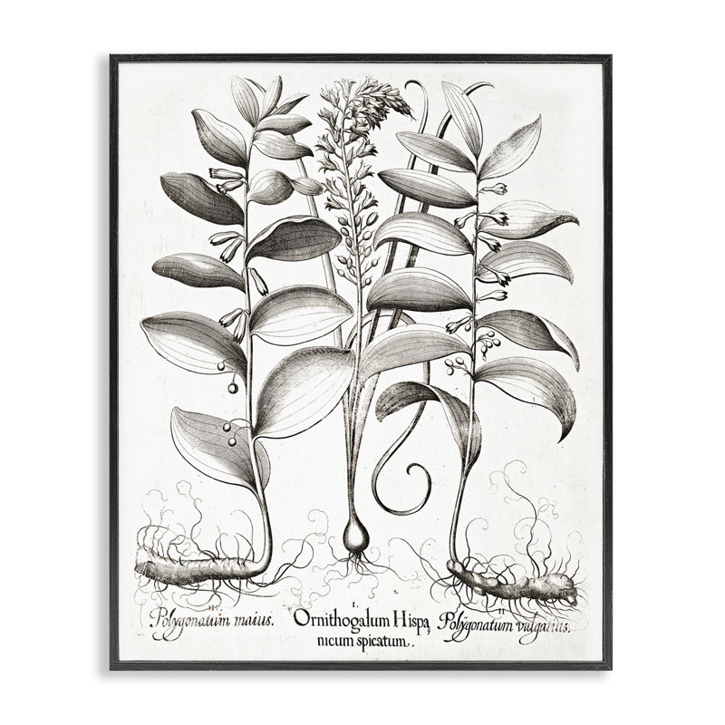 Estampe numérique botanique rétro, H 14 po x l 11 po, Giclée encadrée noir minuit