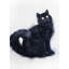 Impression de chat à fourrure noir aquarelle | Art encadré