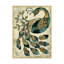 « royal peacock ii », reproduction sur toile tendue-33425247