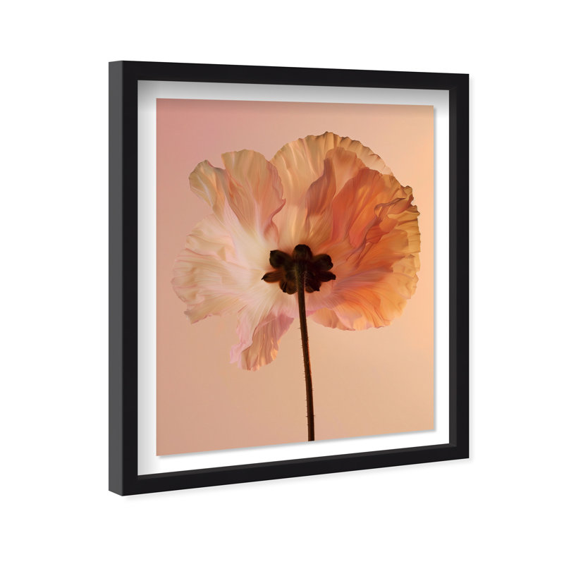 Amber Radiance II Shadowbox Floral & Botanical Print by Oliver Gal, Black Frame, 16 x 20, 25.5"H x 31.5"W, Black Shadowbox
