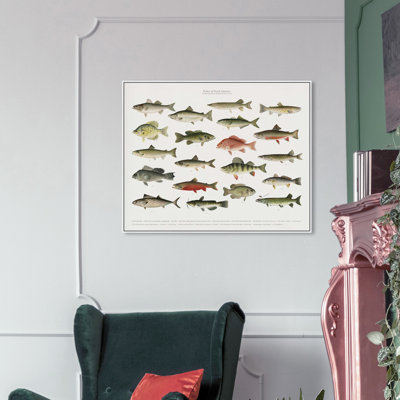 " American Fish " Painting Print