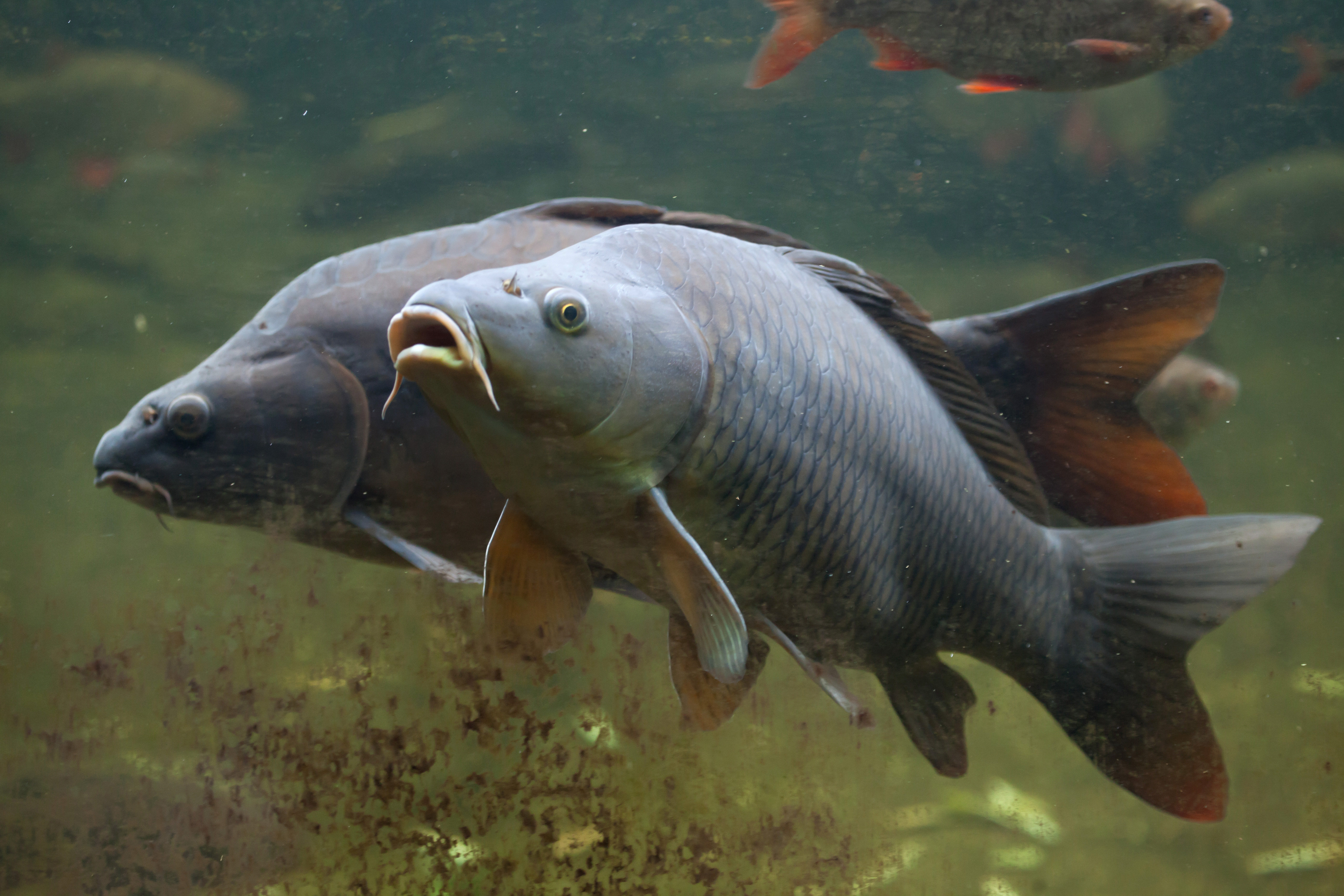 House of Hampton Wild Common Carp | Wayfair.co.uk