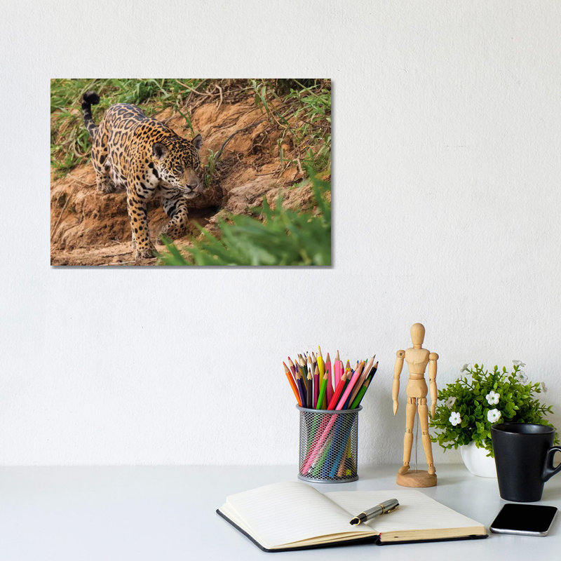 Jaguar Stalking by Ken Archer - Wrapped Canvas Print, 20.32 cm H x 30.48 cm W