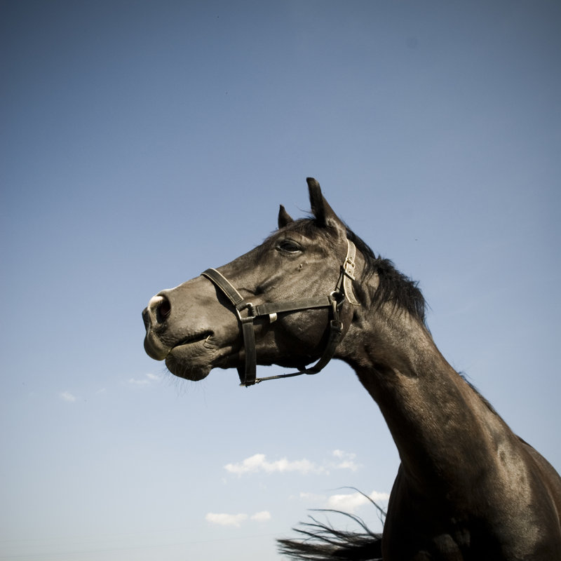 Portrait Of Horse by Pixalot - Wrapped Canvas Print, 76cm H x 76cm W